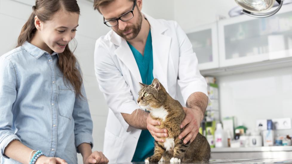 hip dysplasia in cats; a vet examines a cat for hip dysplasia.